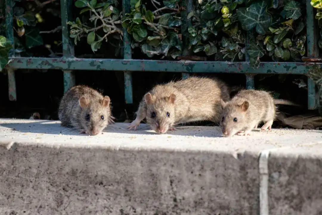 Pest Control Bacchus Marsh